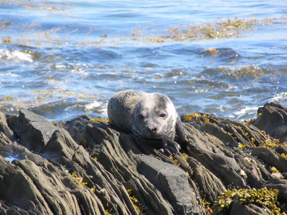 seals on rock