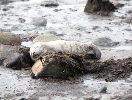 Harbor Seal Pup Jett_1