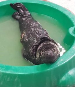 Gray seal pup recovering in small pool. Credit: MMoMe