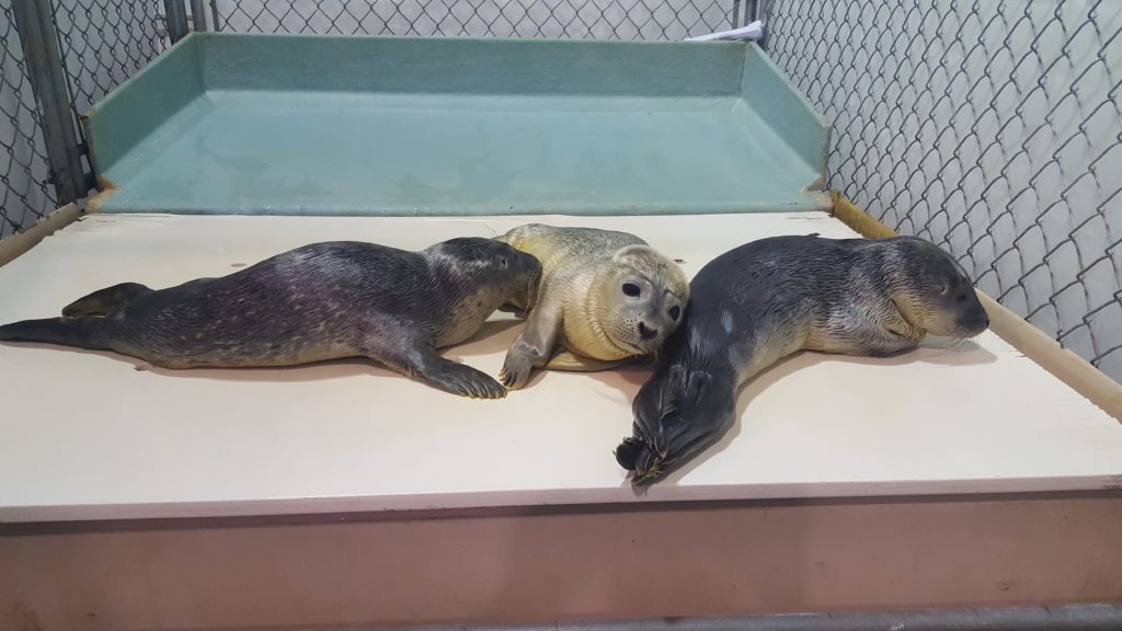 Marine Mammals of Maine Triage Center - MMoME