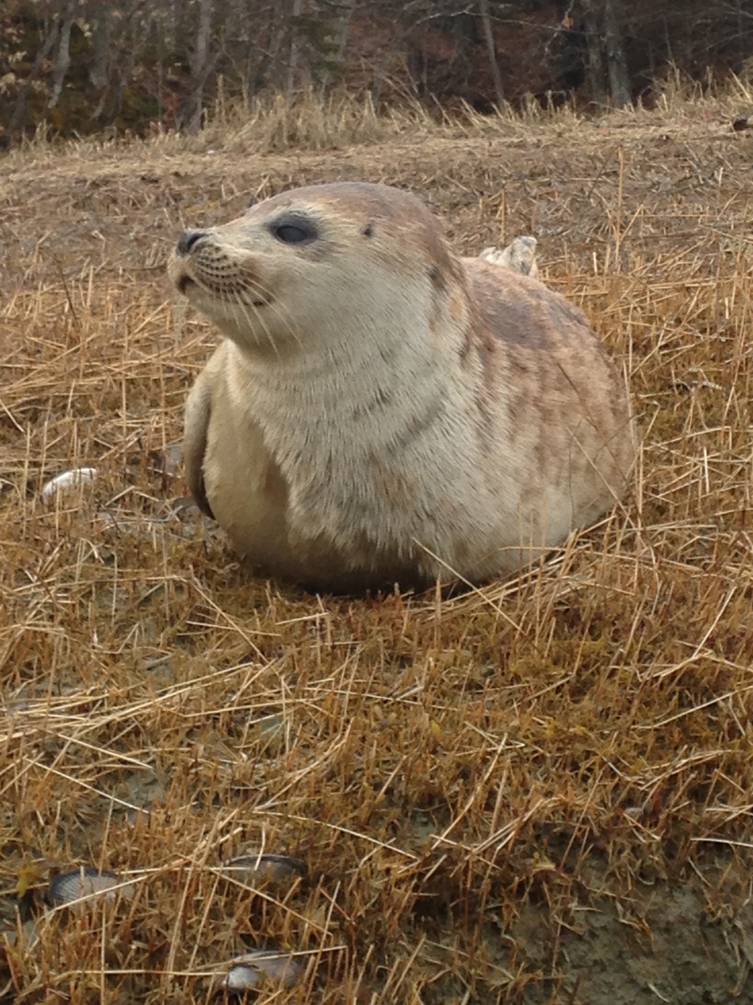 Juvenile Harp Seal Brunswick_1 MMoME