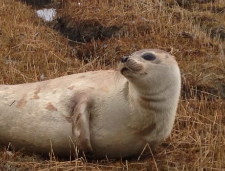 Juvenile Harp Seal Brunswick_2