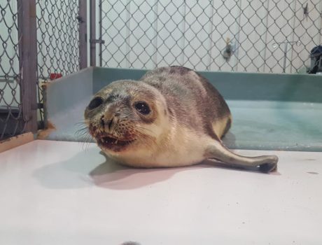 Juvenile Hooded Seal Ogunquit_3