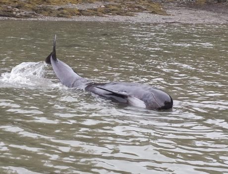 Juvenile Pilot Whale Cundys Harbor 1