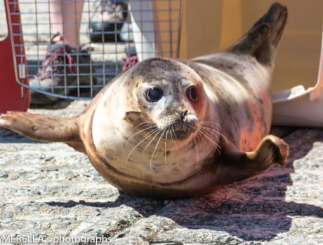 Yearling Harbor Seal Soutport_2