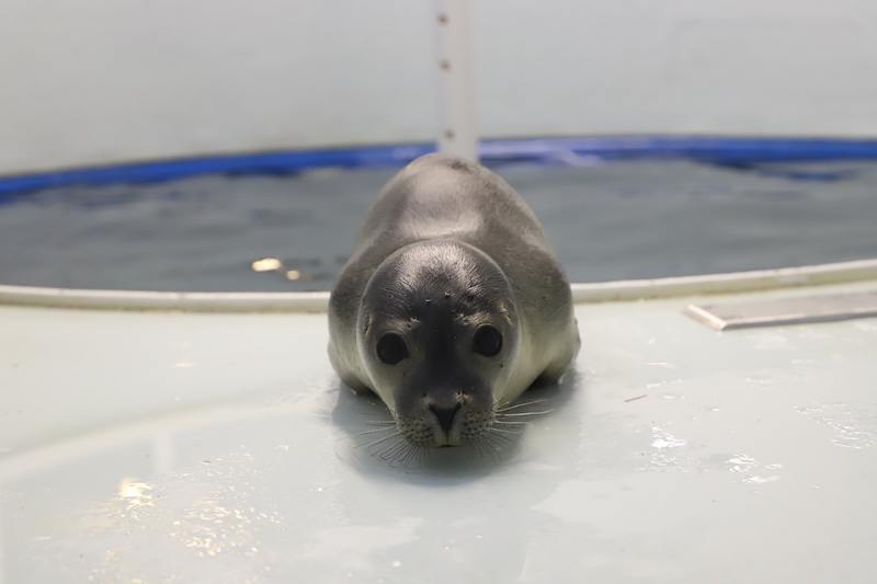 Seal by pool in new rehab facility
