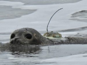 Tagged Seal in the Water