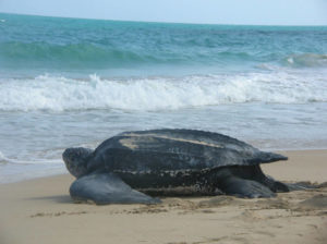 Leatherback Sea Turtle © USFWS