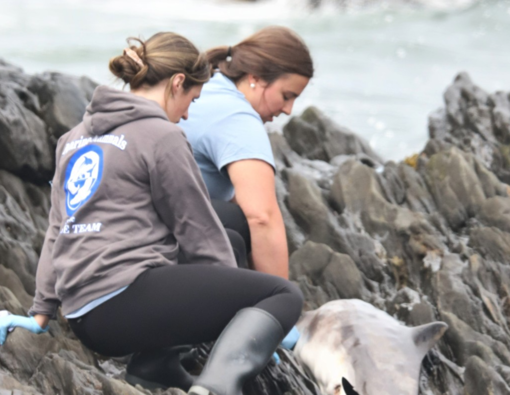 Katie and Lexi cetacean response