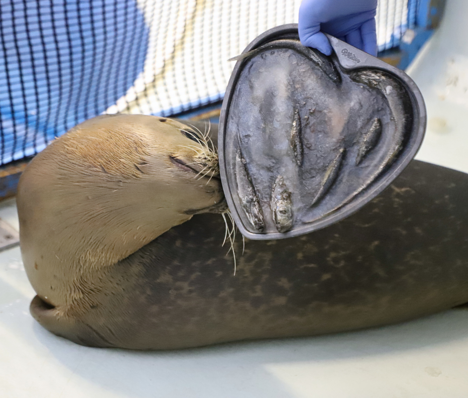 A seal looks back at a heart shaped pan full of frozen fish