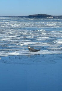 A harp seal atop a floating ice chunk as viewed from a boat passing by