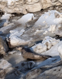 A harp seal is well camouflaged in a rocky and snowy part of the shore