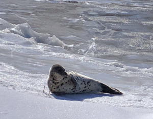 A harp seal laying on a snowy shoreline