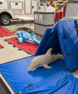 Dolphin toys are used in a training environment