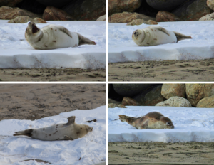 A series of four images depicting a harp seal in different positions on a snowy portion of a beach