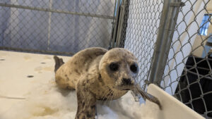 A harp seal faces the camera from her care enclosure at Marine Mammals of Maine
