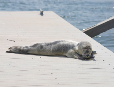A seal pup on a dock with its eyes closed.